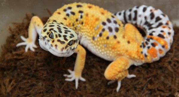 Carrot Tailed Leopard Gecko looking at camera