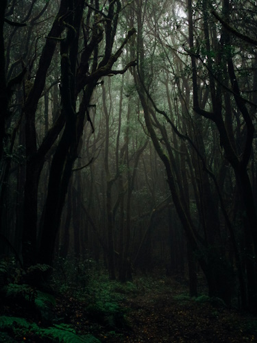 Une forêt sombre, aux arbres tordus